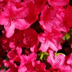 Meet your Posher, Hannelore